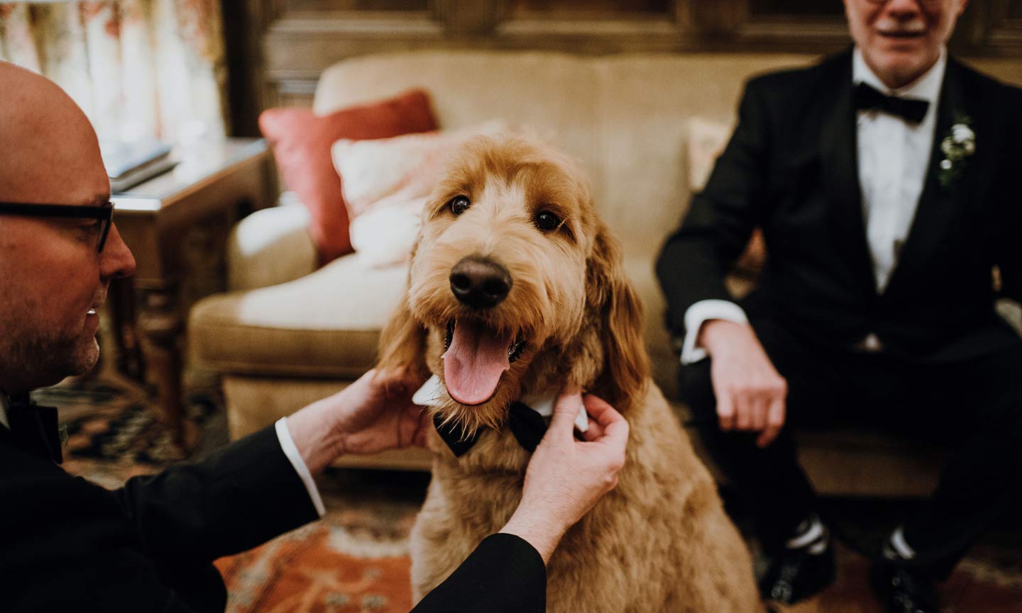 how do i make my dog a ring bearer