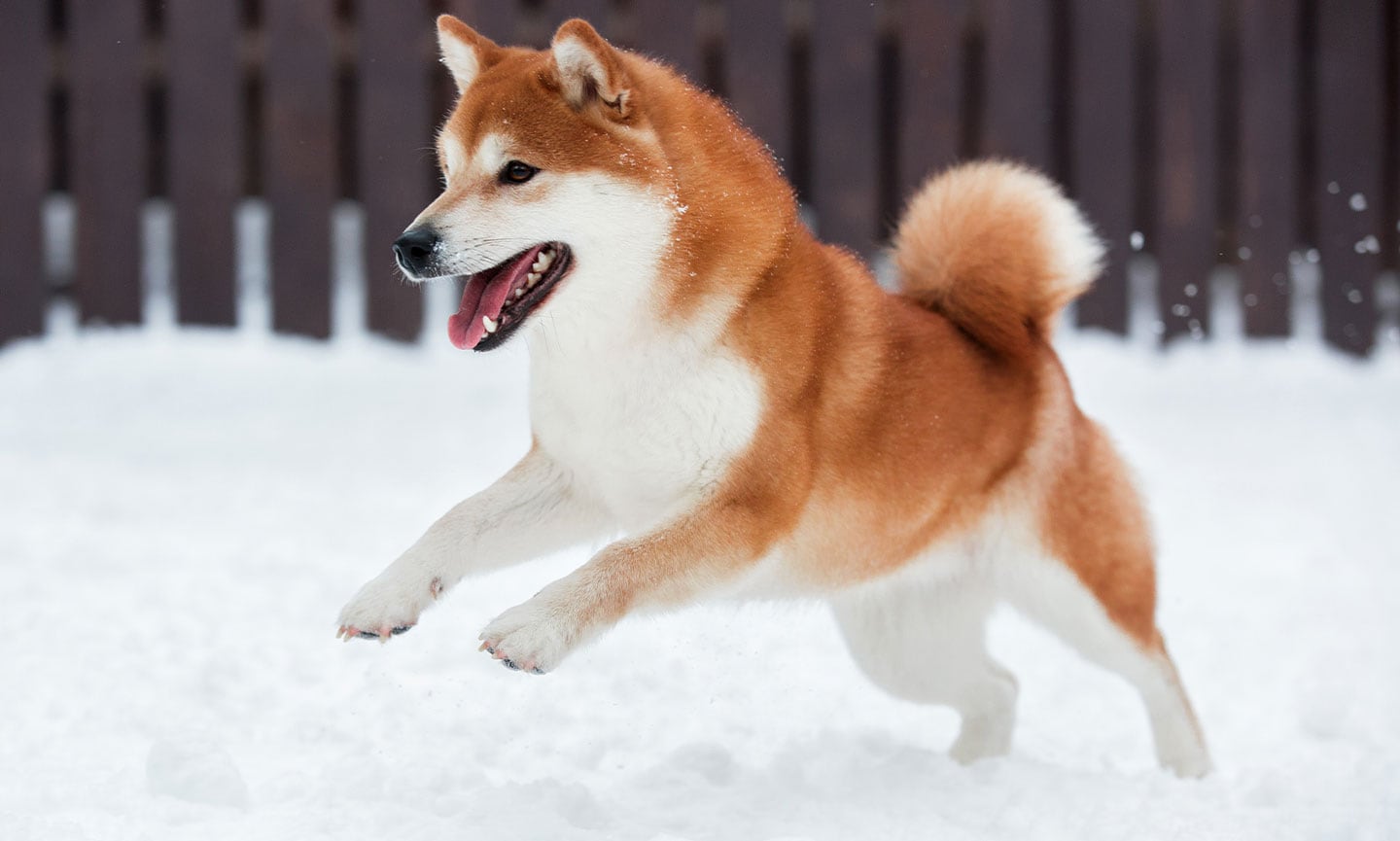 Akita Breed: Characteristics, Care & Photos | BeChewy