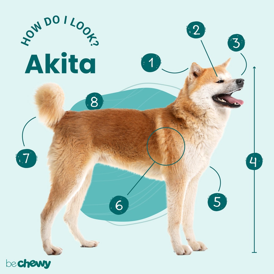 what damage can a akita make