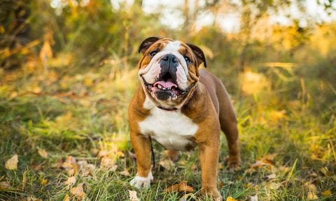 are old english bulldogs dangerous