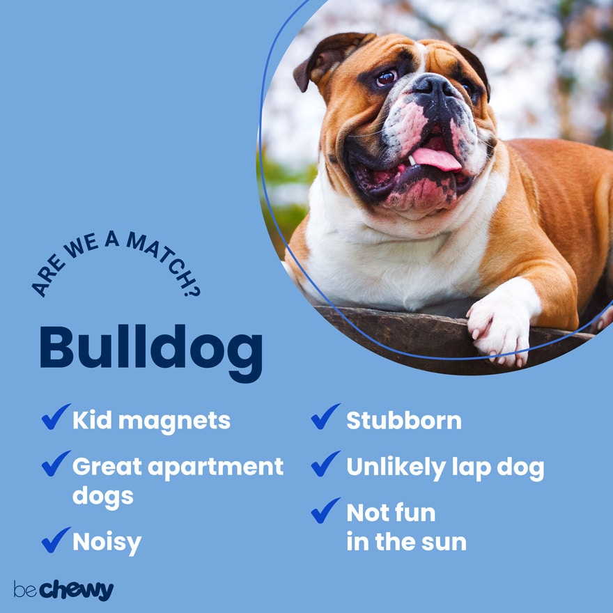 are english bulldogs stubborn