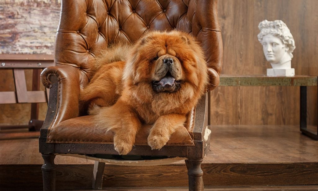 Born to guard royalty, the Chow Chow is a loyal companion who's A-OK if you keep your distance.