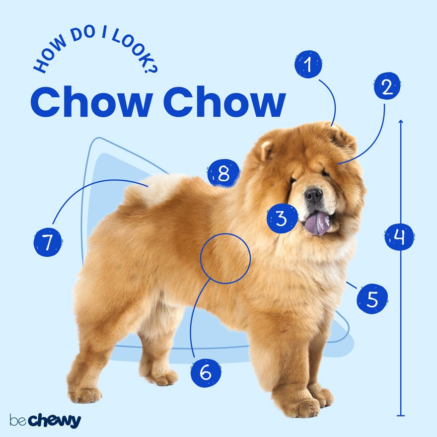 emulering Fejlfri Isbjørn Chow Chow Breed: Characteristics, Care & Photos | BeChewy