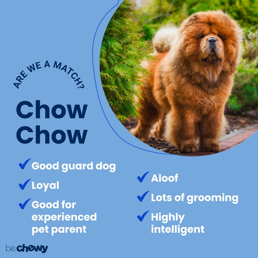chow dog meme