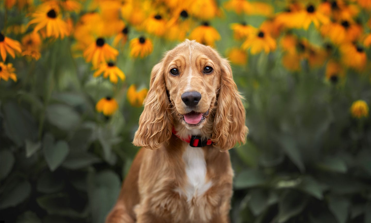 cocker spaniel poodle mix full grown