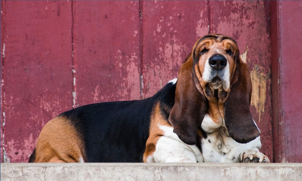Learn about Basset Hound history, characteristics, nutrition  and more in our guide. 
