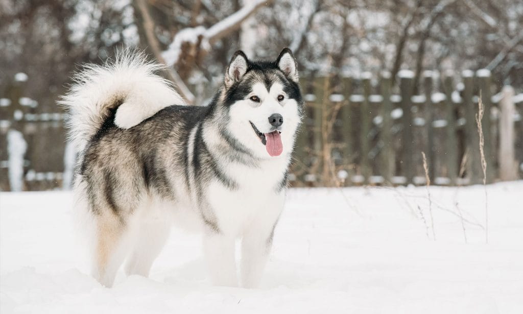 The Alaskan Malamute is one type of Arctic dog breed. Find all the information about this gorgeous pup in our guide.