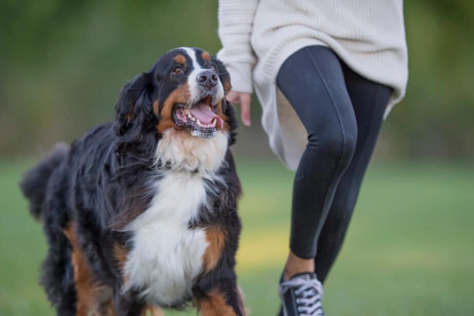 Is the walking between MY legs a breed thing? : r/bernesemountaindogs