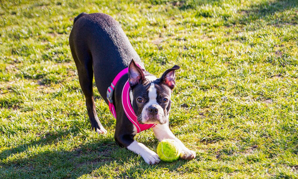 Bichon frise best sale boston terrier mix