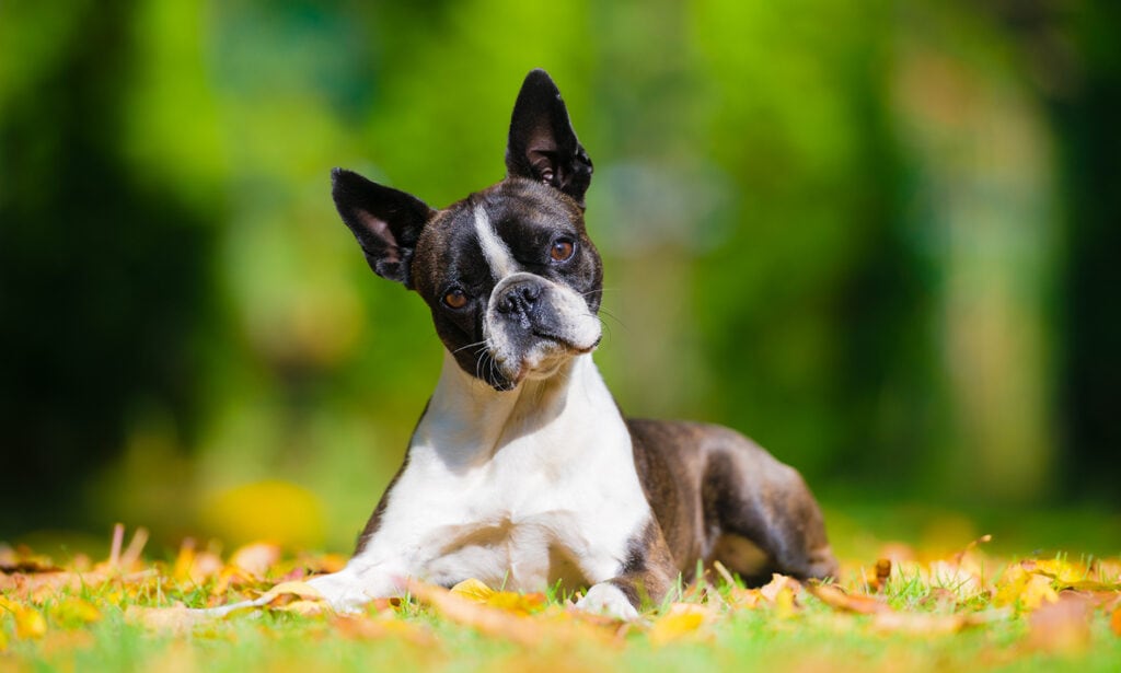 Boston terrier shedding clearance brush