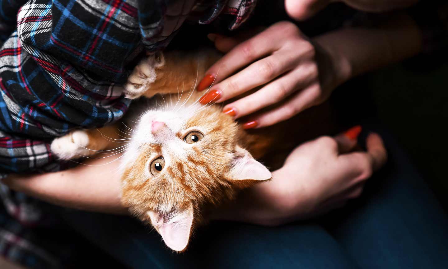 shelter cat iStock.com/Kichigin