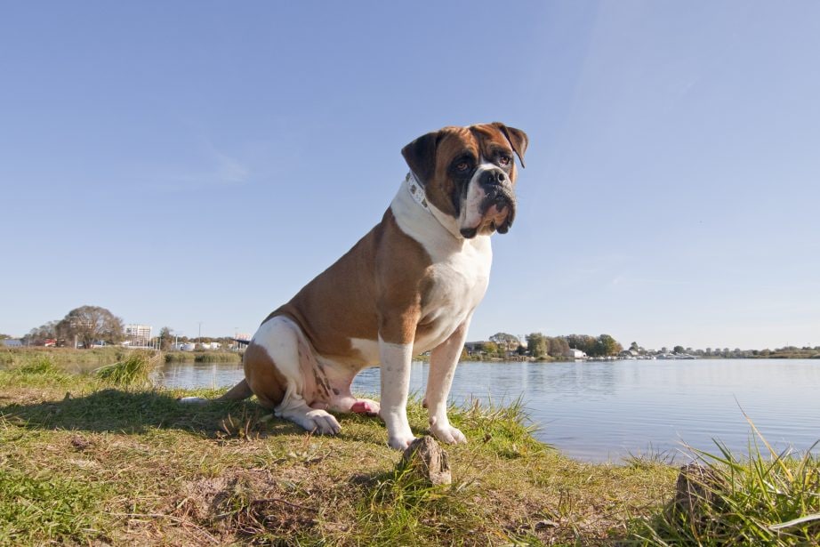 Adult, brown and white American Bulldog sitting on the shore of a body of water.
