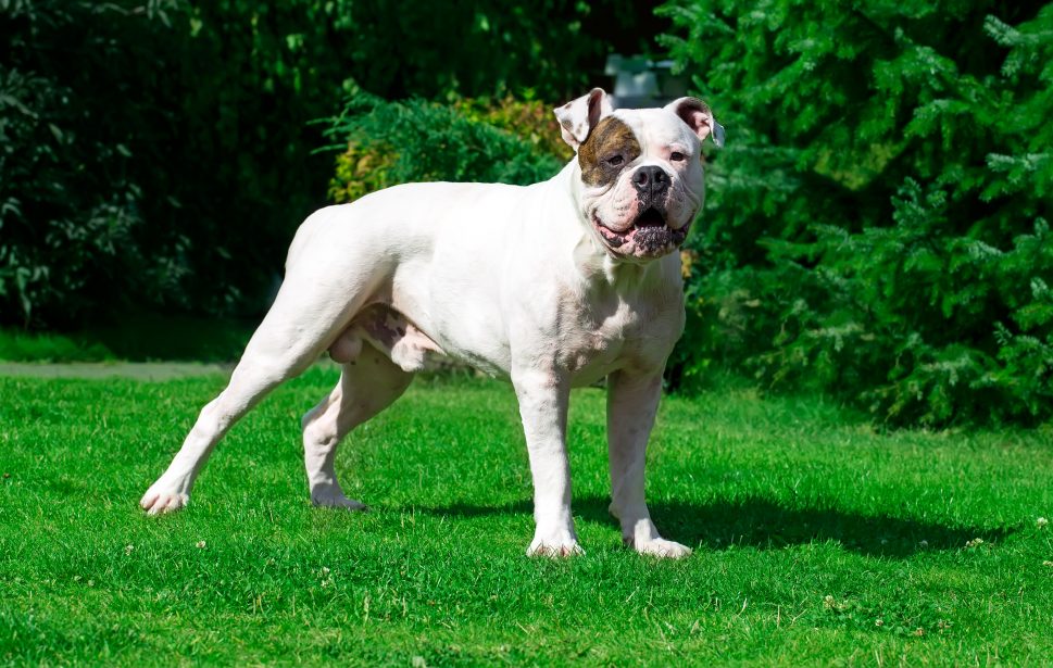 White American Bulldog with Brown spot on eye, standing in grass.