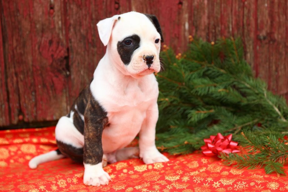 Brown and White American Bulldog puppy sitting on wrapping paper in front of a bough of pine branches and a bow