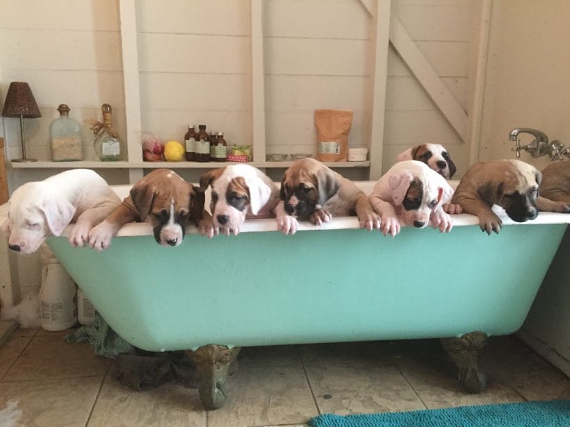 A litter of 7 American Bulldog puppies sitting in a teal bathtub in a cream-colored barn