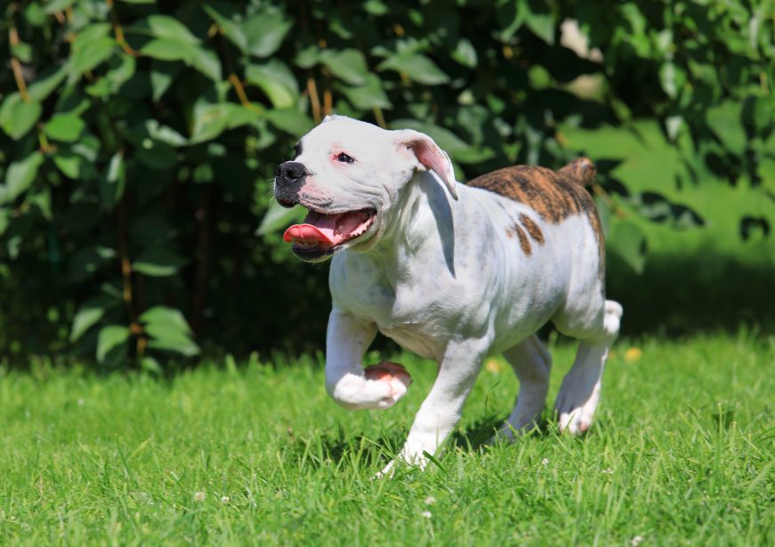 American Bulldog Adult running through grass. Dog is brown and white.