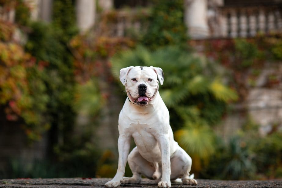 White American Bulldog sitting on the ground with a blurred background