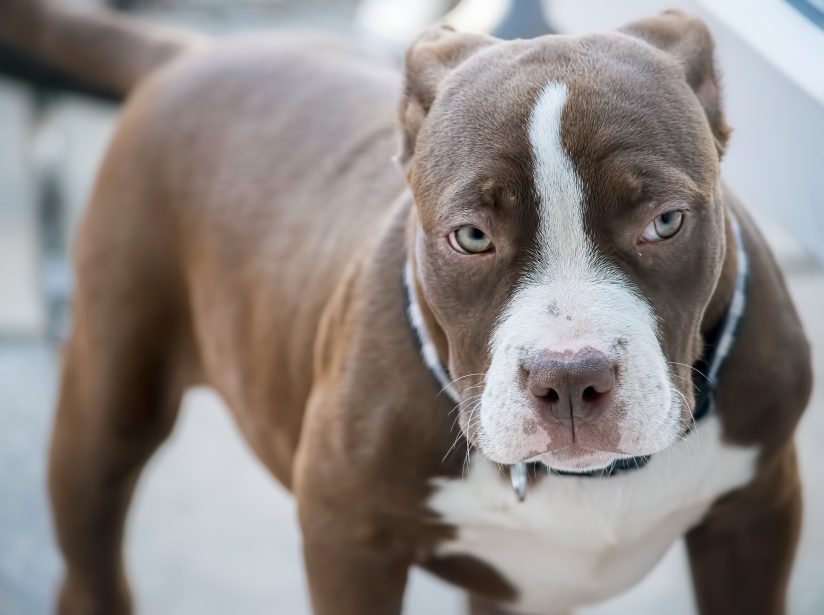 how much should a female american bulldog weigh