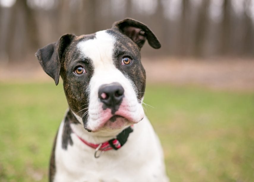 American Bulldog with brown and white face looking directly at camera. Dog has a red collar and brown eyes. Background is a grassy field.