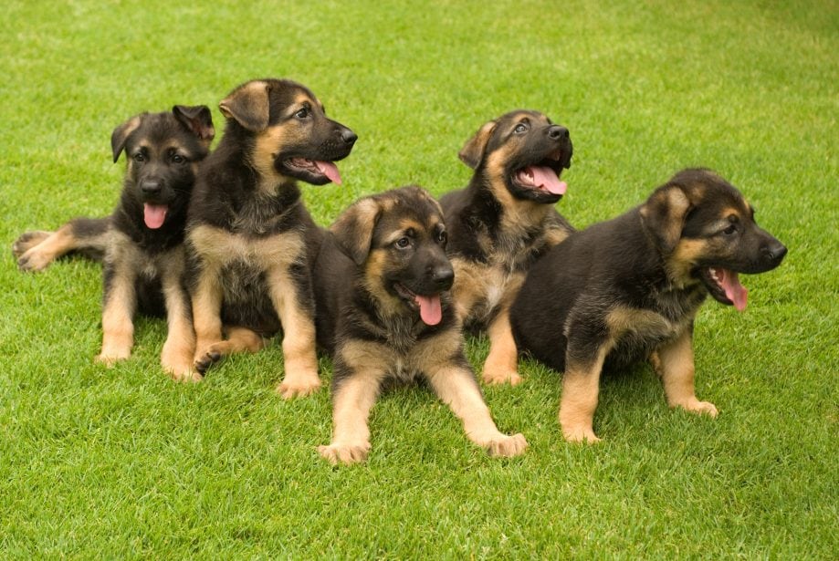 Group of 5 black and tan german shepherd puppies sitting in grass