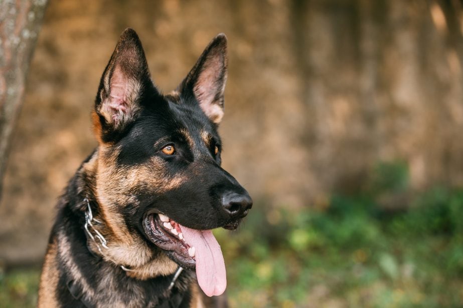 Adult black and tan german shepherd portrait close up on face with tongue hanging out. Background is blurred.