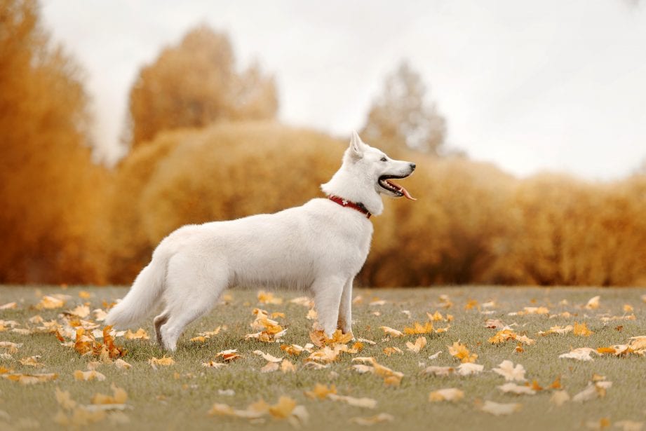 White German Shepherd adult in profile wearing a red collar and standing in a grassy field with autumn leaves on the ground. Red/orange trees in background.