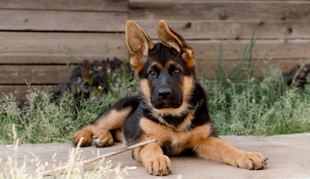 German Shepherd Puppy laying down with head up in front of wood slats. Ears are slightly floppy.