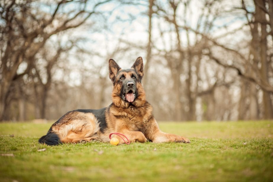 Adult black and tan German Shepherd sitting in grass in front of wooded background.