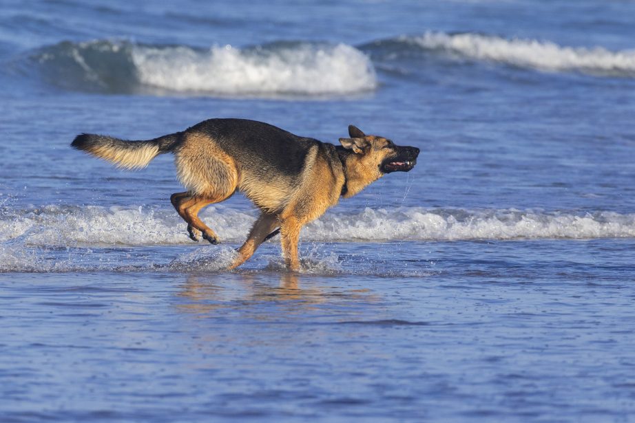 Adult black and tan german shepherd running through the surf at the beach.