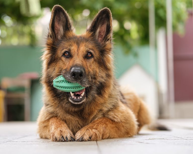 German Shephard puppy holding a green toy in its mouth. Dog is laying on the ground with its head up.