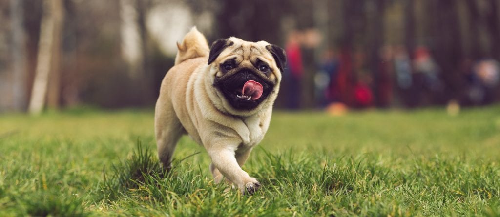 Adult pug trotting in grass