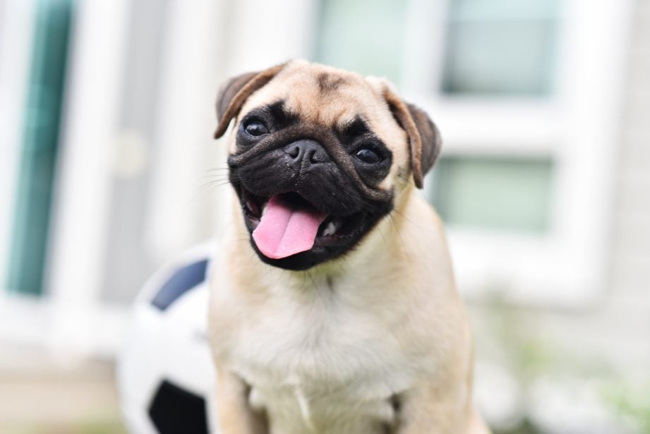 light colored young pug close up. Mouth open, tongue out in front of a soccer ball