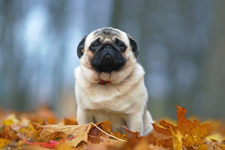 Fawn pug facing camera sitting in a pile of fall leaves