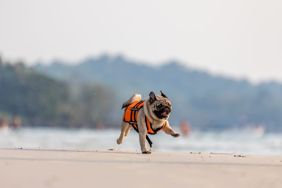 Young pug running on beach wearing life vest