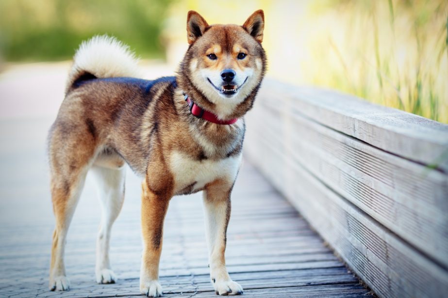 Brown and white adult Shiba inu standing, facing camera and smiling. Standing on wood boardwalk.