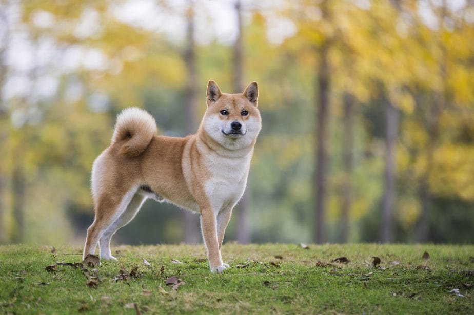 Red shiba inu adult standing on grass in front of a row of trees