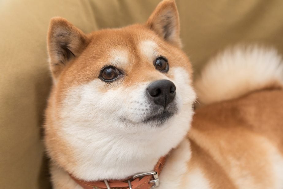 Close up of red shiba inu face.