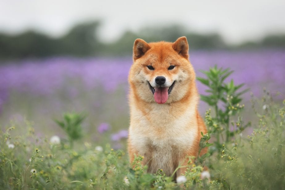 Red adult shiba inu standing in a field of flowers sneezing