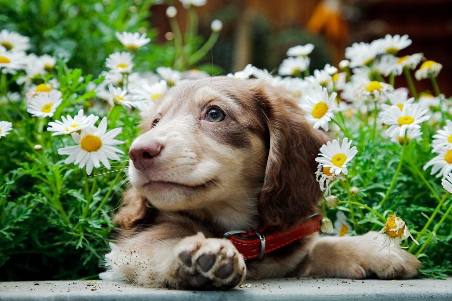 Long haired light brown dachshund laying in flowers