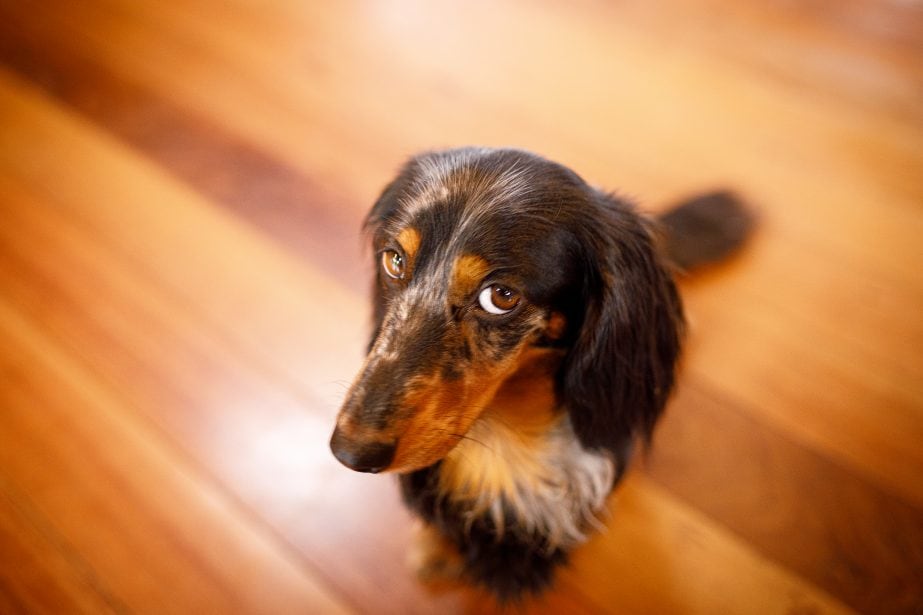 Top-down view of brown speckled dachshund looking sad sitting on a wood floor