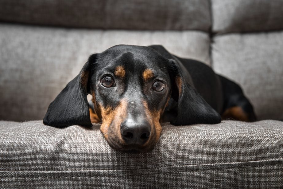 Black and brown dachshund laying on a couch looking at camera