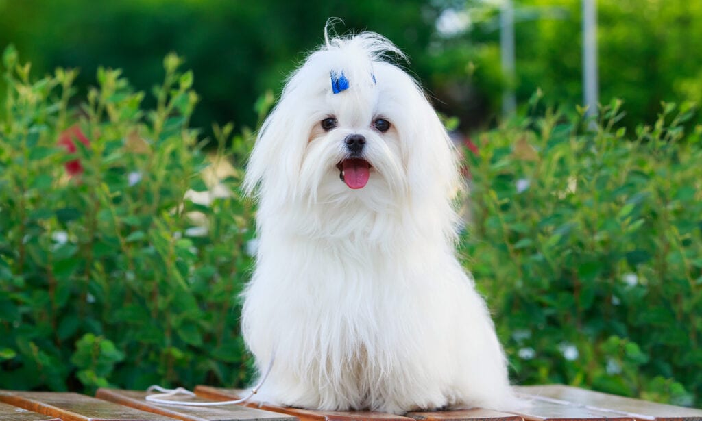 Maltese Breed: Characteristics, Care & Photos | BeChewy