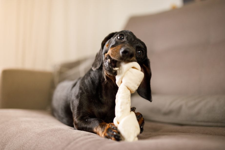 dachshund sitting on a couch chewing a large rawhide bone