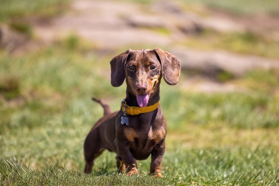 Miniature Dachshund panting in a grassy field wearing yellow collar