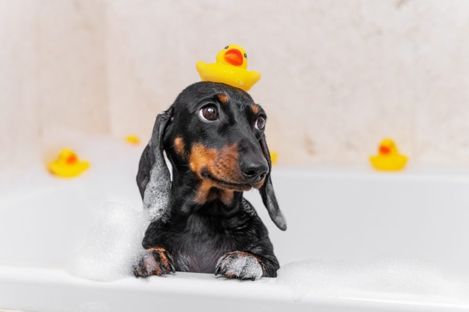 brown and black Dachshund in a bathtub with bubbles and three rubber ducks