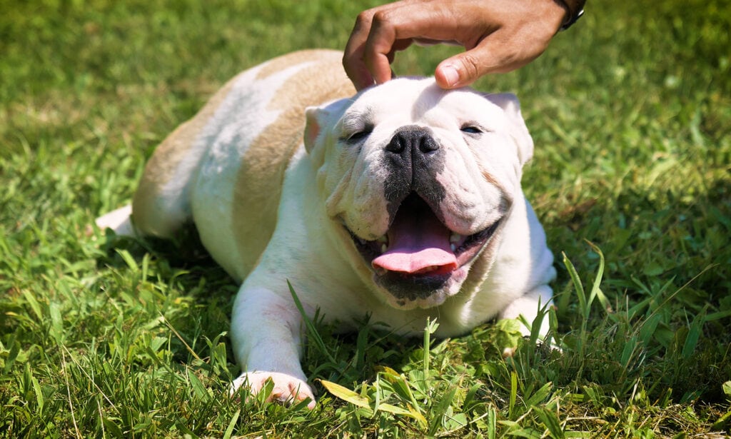 Bulldog Breed: Traits, Care, Health and History