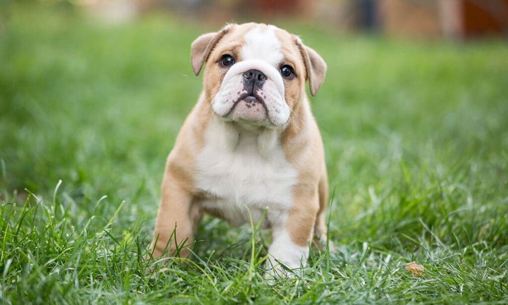 Bulldog Puppy Training Timeline: What to Expect and When to Expect It –  American Kennel Club