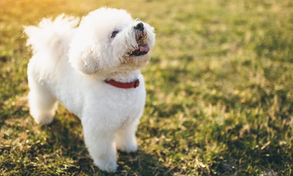 Bichon Frise Breed Characteristics Care Photos BeChewy   Bichon Frise 4 1024x615 