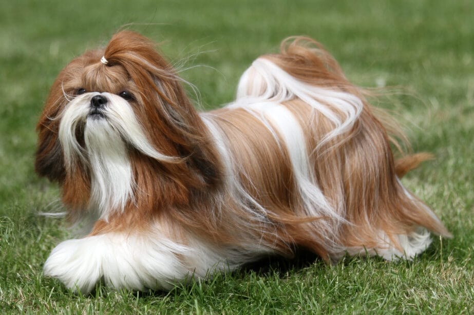 Shih Tzu Dog Breed: Profile, Personality, Facts