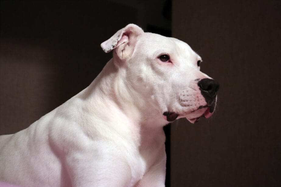 Dogo Argentino Breed: Characteristics, Care & Photos